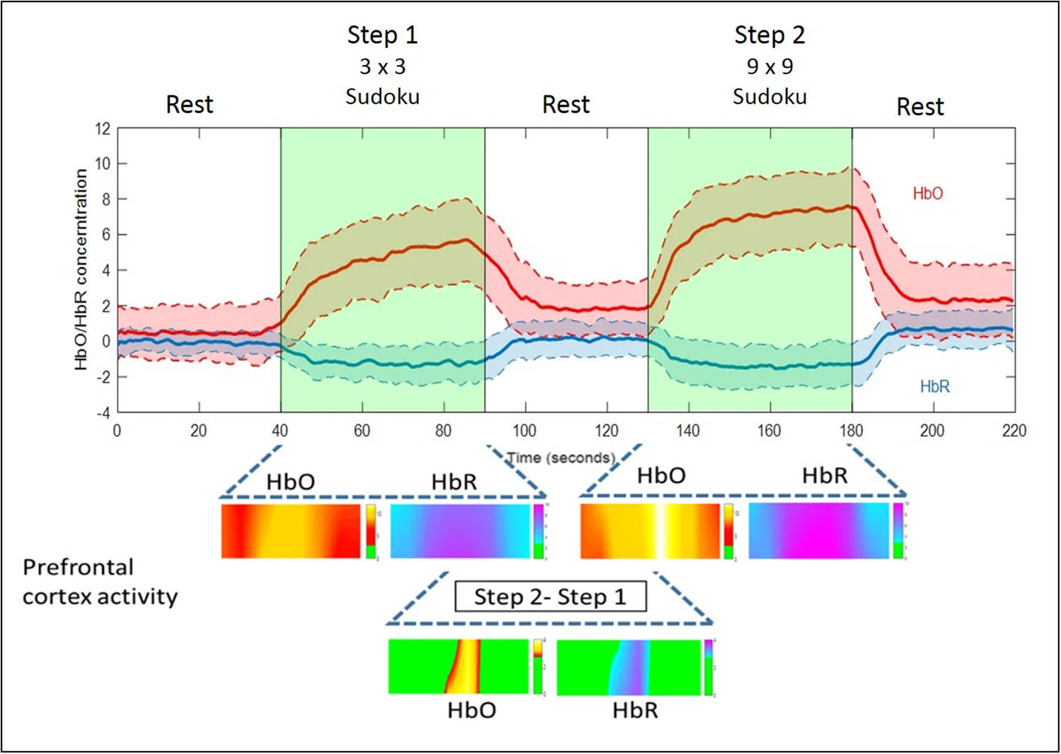 Brain imaging demonstrates that solving Sudoku significantly activates the prefrontal cortex.